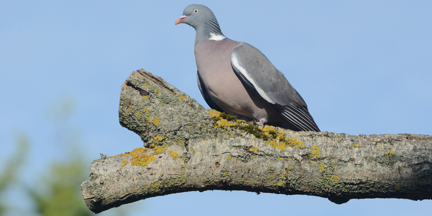 Pigeon ramier © Didier Barraud